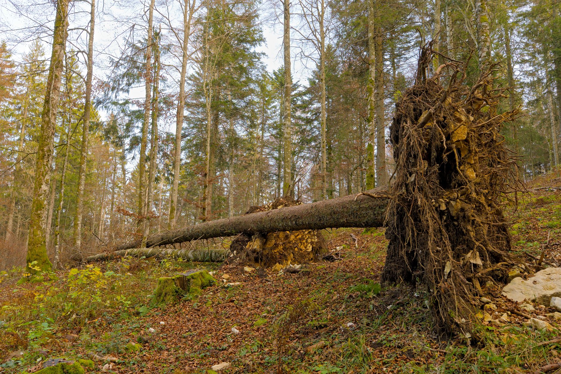 Enlèvement arbre urgence équipe à Vénissieux